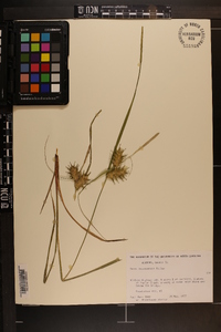 Carex louisianica image