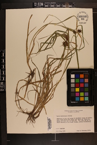 Carex louisianica image