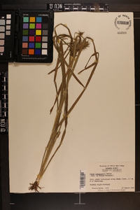 Carex louisianica image