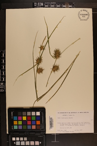 Carex louisianica image