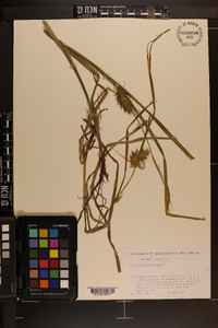 Carex louisianica image