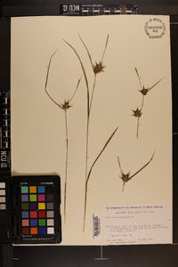 Carex louisianica image