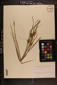 Carex louisianica image