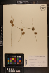 Carex louisianica image