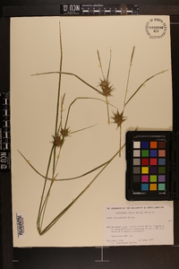 Carex louisianica image