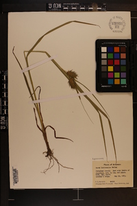 Carex louisianica image