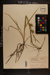 Carex louisianica image