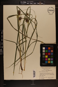 Carex louisianica image