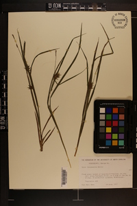 Carex louisianica image