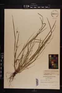 Carex jamesii image