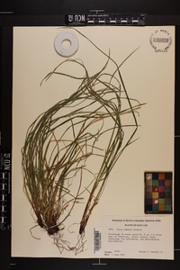 Carex jamesii image