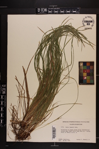 Carex jamesii image