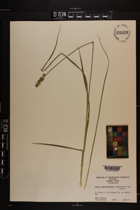 Carex laevivaginata image