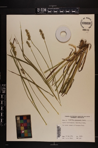 Carex laevivaginata image