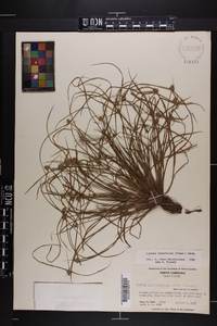 Kyllinga pumila image
