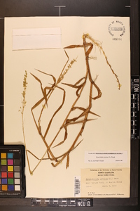 Sacciolepis striata image