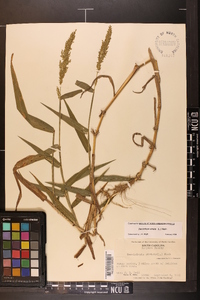 Sacciolepis striata image