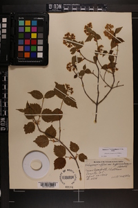 Viburnum rafinesqueanum image