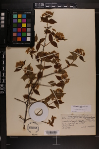 Viburnum rafinesqueanum image