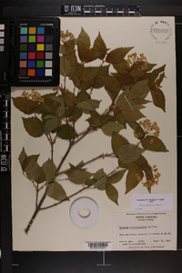 Viburnum rafinesqueanum image