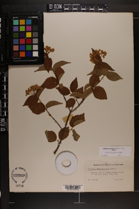 Viburnum rafinesqueanum image