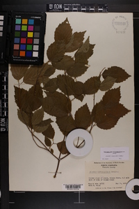 Viburnum rafinesqueanum image