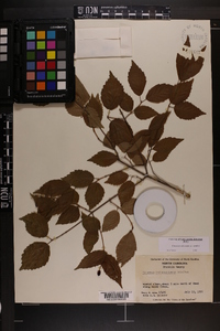 Viburnum rafinesqueanum image