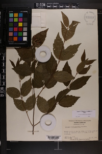 Viburnum rafinesqueanum image