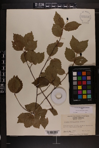 Viburnum rafinesqueanum image
