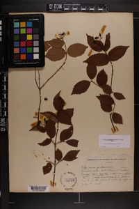 Viburnum rafinesqueanum image