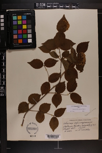 Viburnum rafinesqueanum image