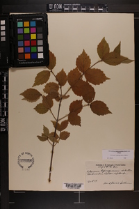 Viburnum rafinesqueanum image