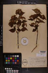 Viburnum rafinesqueanum image