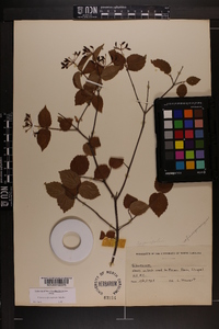 Viburnum rafinesqueanum image