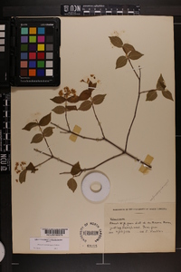 Viburnum rafinesqueanum image