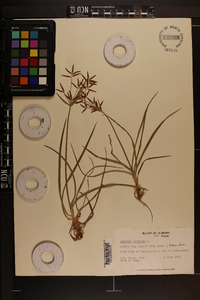 Cyperus rotundus image