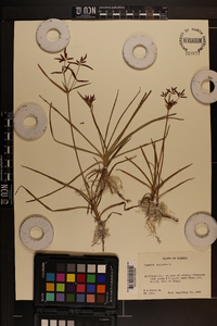 Cyperus rotundus image