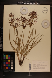 Cyperus rotundus image