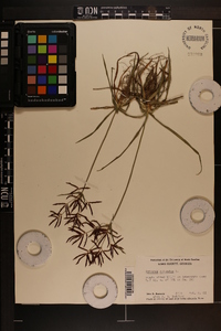 Cyperus rotundus image