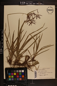 Cyperus rotundus image