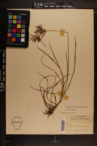 Cyperus rotundus image