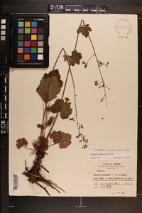 Heuchera pubescens image