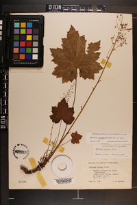 Heuchera villosa var. villosa image