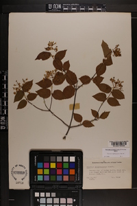 Viburnum rafinesqueanum image