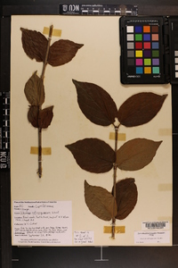 Viburnum rafinesqueanum image