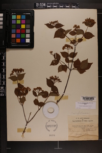 Viburnum rafinesqueanum image