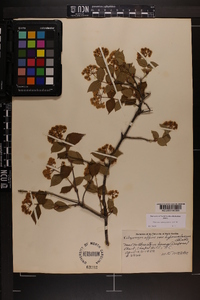 Viburnum rafinesqueanum image