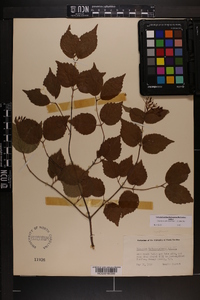 Viburnum rafinesqueanum image