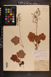 Heuchera villosa image