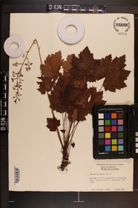 Heuchera villosa image